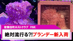 【PINK】流行ること間違いなし?!新作ブランデー入荷!!
